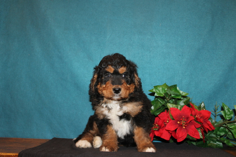 puppy, for, sale, Mini Bernedoodle, Matthew B. Stoltzfus, dog, breeder, Gap, PA, dog-breeder, puppy-for-sale, forsale, nearby, find, puppyfind, locator, puppylocator, aca